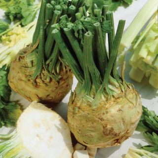 Celeriac Thumbnail